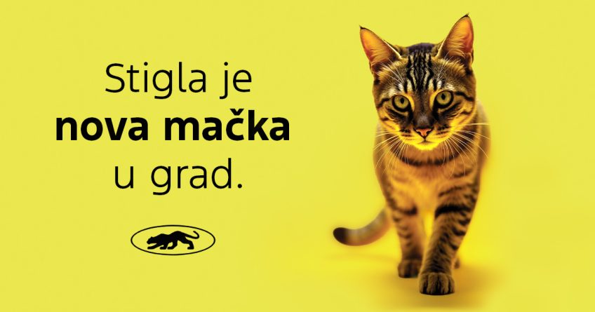 Stigla je nova mačka u grad.